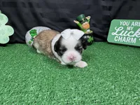 Matilda, a female Shih Tzu for sale in Waynesville, MO – Photo 3 of 3