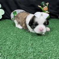 Matilda, a female Shih Tzu for sale in Waynesville, MO – Photo 7 of 9