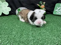 Matilda, a female Shih Tzu for sale in Waynesville, MO – Photo 1 of 3