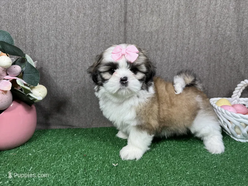Matilda – Shih Tzu puppy for sale in Waynesville, MO