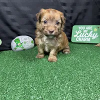 Fox, a male Havapoo for sale in Waynesville, MO – Photo 7 of 9