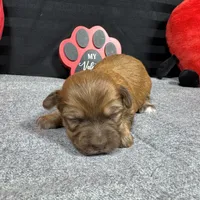 Fox, a male Havapoo for sale in Waynesville, MO – Photo 8 of 9