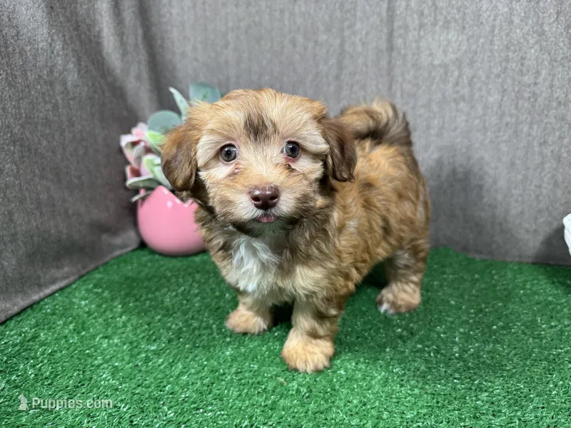 Fox – Havapoo puppy for sale in Waynesville, MO