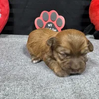 Fox, a male Havapoo for sale in Waynesville, MO – Photo 9 of 9