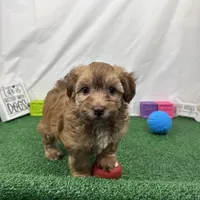 Fox, a male Havapoo for sale in Waynesville, MO – Photo 3 of 9