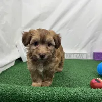 Fox, a male Havapoo for sale in Waynesville, MO – Photo 4 of 9