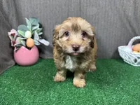 Fox, a male Havapoo for sale in Waynesville, MO – Photo 2 of 9