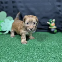 Fox, a male Havapoo for sale in Waynesville, MO – Photo 6 of 9