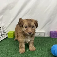 Fox, a male Havapoo for sale in Waynesville, MO – Photo 5 of 9