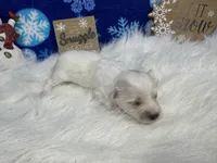 Dawson, a male Maltipoo for sale in Waynesville, MO – Photo 9 of 9