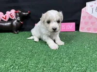 Dawson, a male Maltipoo for sale in Waynesville, MO – Photo 5 of 9