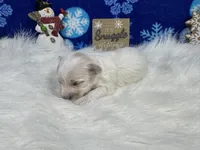 Dawson, a male Maltipoo for sale in Waynesville, MO – Photo 8 of 9