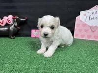 Dawson, a male Maltipoo for sale in Waynesville, MO – Photo 4 of 9