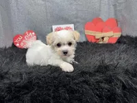 Dawson, a male Maltipoo for sale in Waynesville, MO – Photo 3 of 9