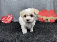 Dawson, a male Maltipoo for sale in Waynesville, MO – Photo 2 of 9