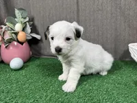Sugar Daddy, a male Yorkipoo for sale in Waynesville, MO – Photo 2 of 3