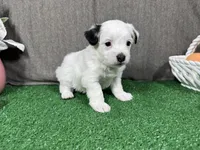 Sugar Daddy, a male Yorkipoo for sale in Waynesville, MO – Photo 3 of 3