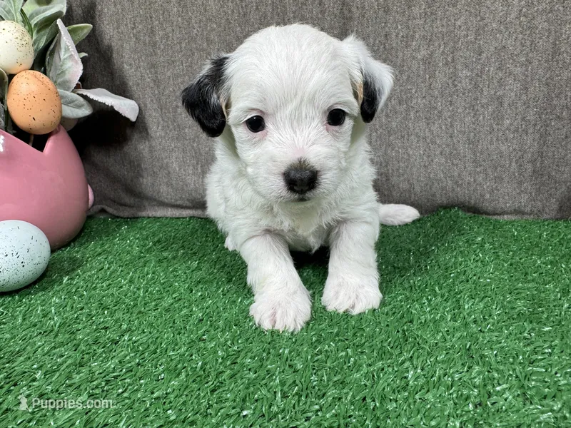 Sugar Daddy – Yorkipoo puppy for sale in Waynesville, MO