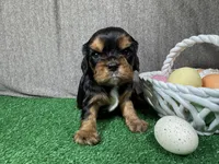 Leonardo, a male Cavalier King Charles Spaniel for sale in Waynesville, MO – Photo 1 of 3