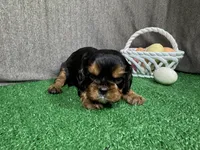 Leonardo, a male Cavalier King Charles Spaniel for sale in Waynesville, MO – Photo 2 of 3