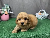 Habanero, a male Poodle - Toy  for sale in Waynesville, MO – Photo 2 of 3