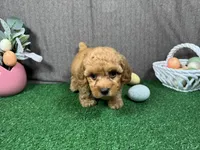 Habanero, a male Poodle - Toy  for sale in Waynesville, MO – Photo 3 of 3