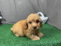 Habanero, a male Poodle - Toy  for sale in Waynesville, MO – Photo 1 of 3