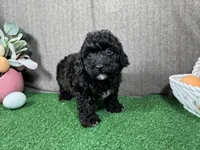 Hayden, a male Poodle - Toy  for sale in Waynesville, MO – Photo 3 of 3