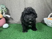 Hayden, a male Poodle - Toy  for sale in Waynesville, MO – Photo 1 of 3