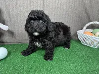 Hayden, a male Poodle - Toy  for sale in Waynesville, MO – Photo 2 of 3