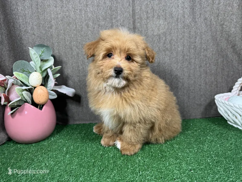 Dalton – Havapoo puppy for sale in Waynesville, MO