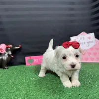 Dove, a female Maltipoo for sale in Waynesville, MO – Photo 6 of 10