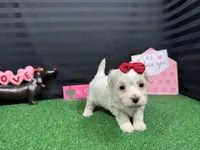 Dove, a female Maltipoo for sale in Waynesville, MO – Photo 4 of 9