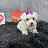 Dove, a female Maltipoo for sale in Waynesville, MO – Photo 4 of 10