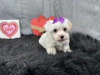 Dove, a female Maltipoo for sale in Waynesville, MO – Photo 2 of 9