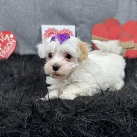 Dove, a female Maltipoo for sale in Waynesville, MO – Photo 5 of 10