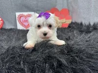 Dove, a female Maltipoo for sale in Waynesville, MO – Photo 1 of 9