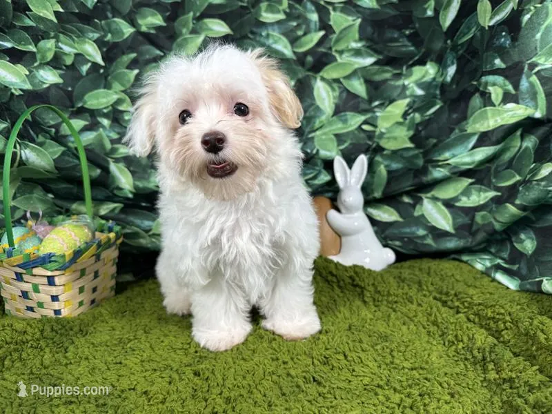 Dove – Maltipoo puppy for sale in Waynesville, MO
