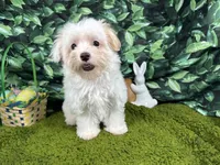 Dove, a female Maltipoo for sale in Waynesville, MO – Photo 1 of 10