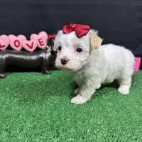 Dove, a female Maltipoo for sale in Waynesville, MO – Photo 7 of 10