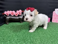 Dove, a female Maltipoo for sale in Waynesville, MO – Photo 5 of 9