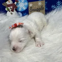 Dove, a female Maltipoo for sale in Waynesville, MO – Photo 10 of 10