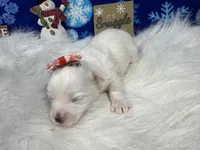 Dove, a female Maltipoo for sale in Waynesville, MO – Photo 9 of 9