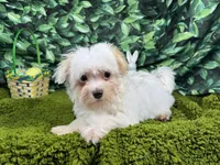 Dove, a female Maltipoo for sale in Waynesville, MO – Photo 2 of 10