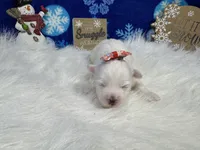 Dove, a female Maltipoo for sale in Waynesville, MO – Photo 8 of 9