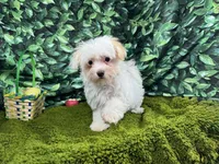 Dove, a female Maltipoo for sale in Waynesville, MO – Photo 3 of 10