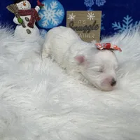 Dove, a female Maltipoo for sale in Waynesville, MO – Photo 9 of 10