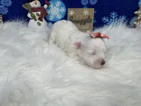 Dove, a female Maltipoo for sale in Waynesville, MO – Photo 7 of 9