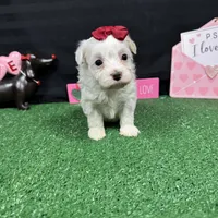 Dove, a female Maltipoo for sale in Waynesville, MO – Photo 8 of 10