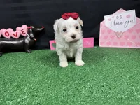 Dove, a female Maltipoo for sale in Waynesville, MO – Photo 6 of 9